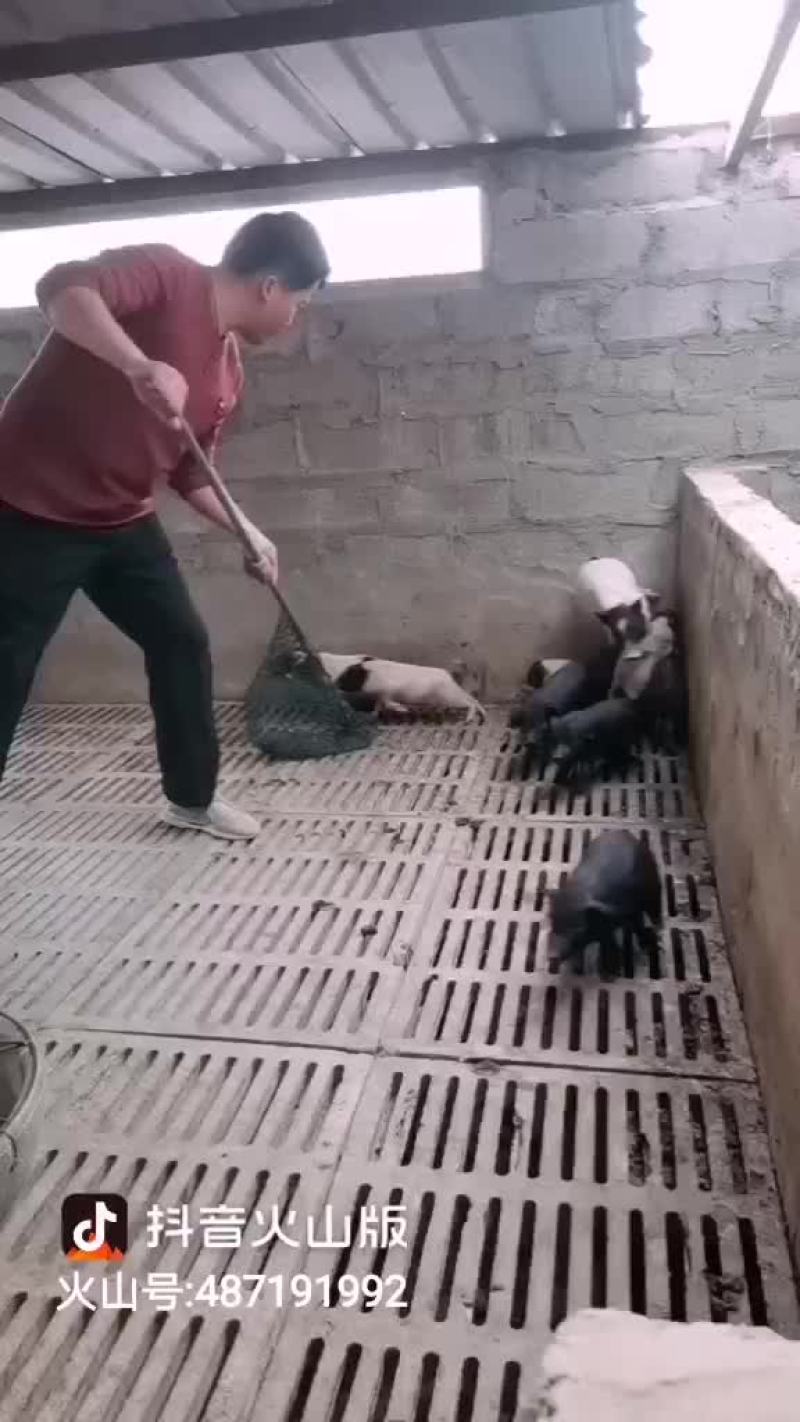 自家养殖纯种巴马香猪种母猪苗种公猪苗大量出栏中