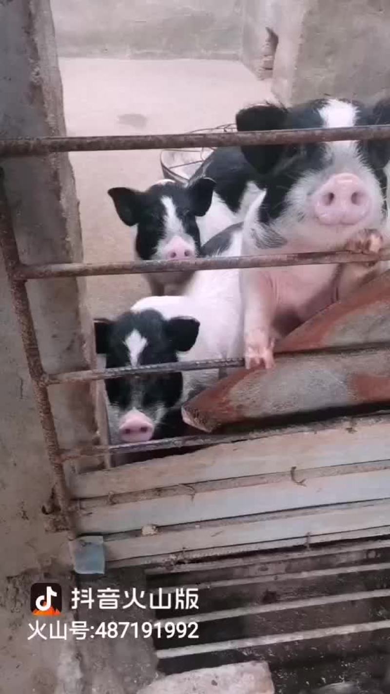 自家养殖纯种巴马香猪种母猪苗种公猪苗大量出栏中