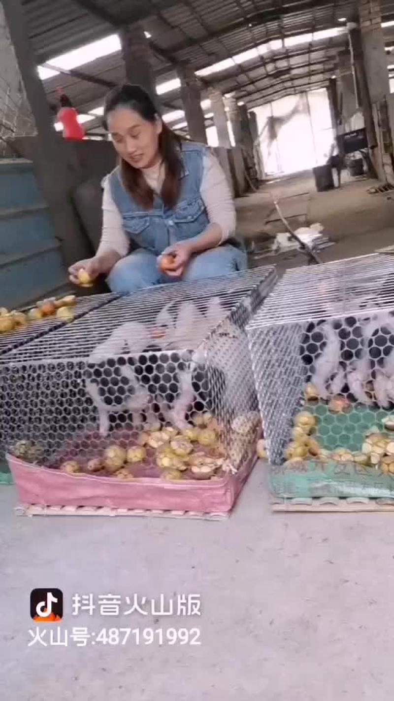 自家养殖纯种巴马香猪种母猪苗种公猪苗大量出栏中