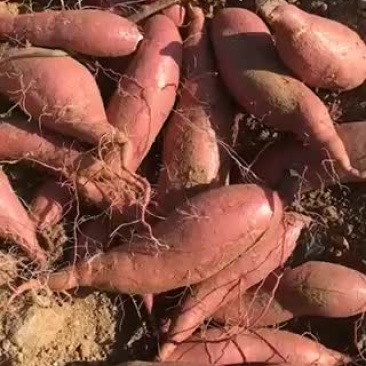 大量供应精品济薯26