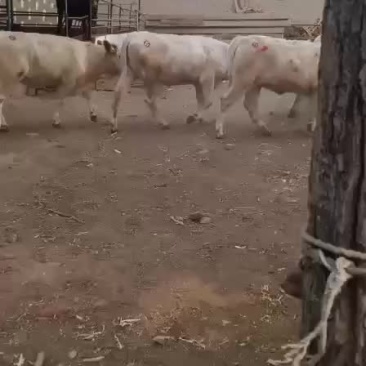 出售肉牛西门塔尔夏洛莱牛犊等