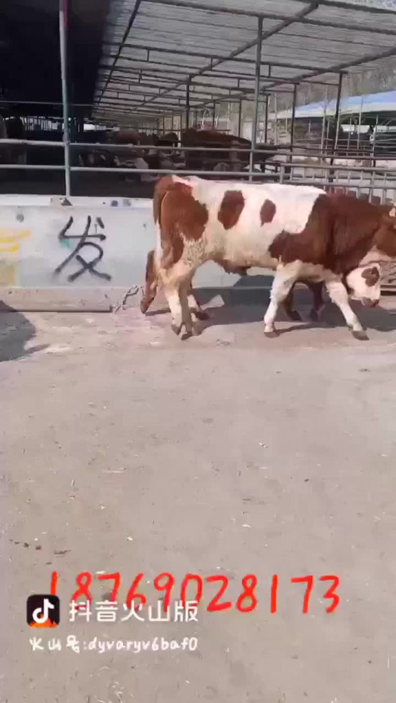 出售肉牛西门塔尔夏洛莱牛犊等