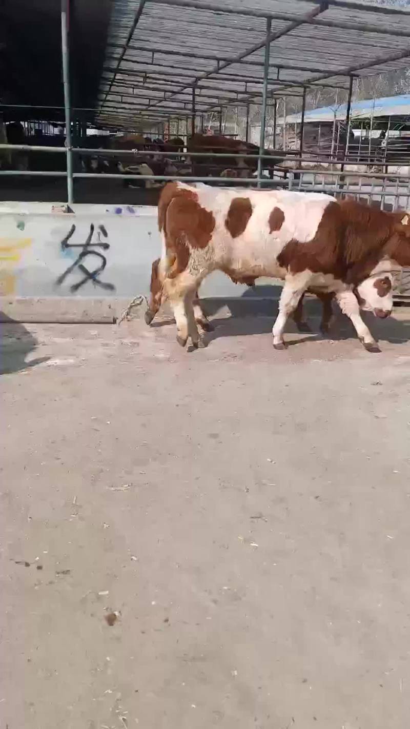 出售肉牛西门塔尔夏洛莱牛犊等
