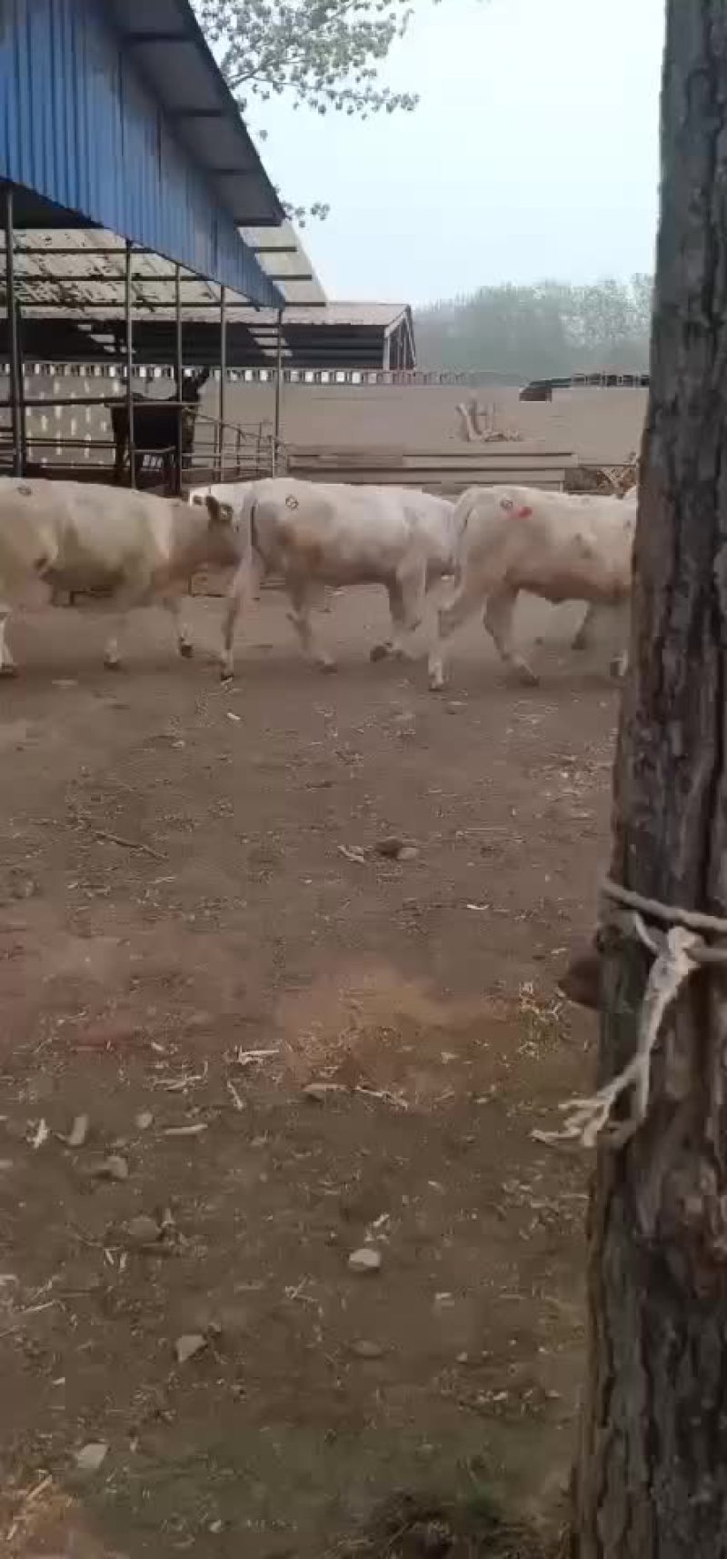 出售肉牛西门塔尔夏洛莱牛犊等