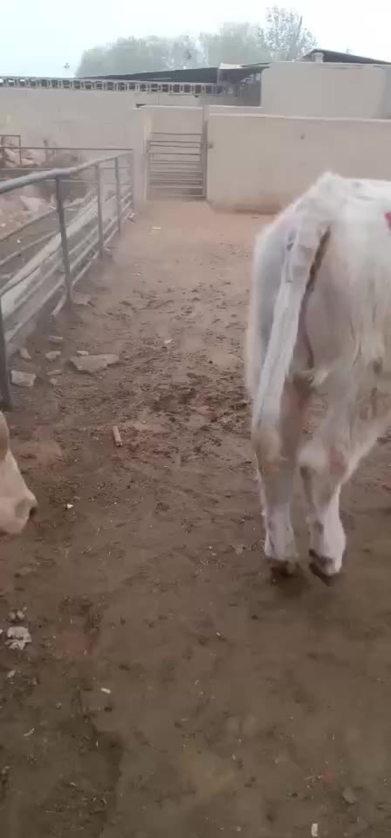 出售肉牛西门塔尔夏洛莱牛犊等