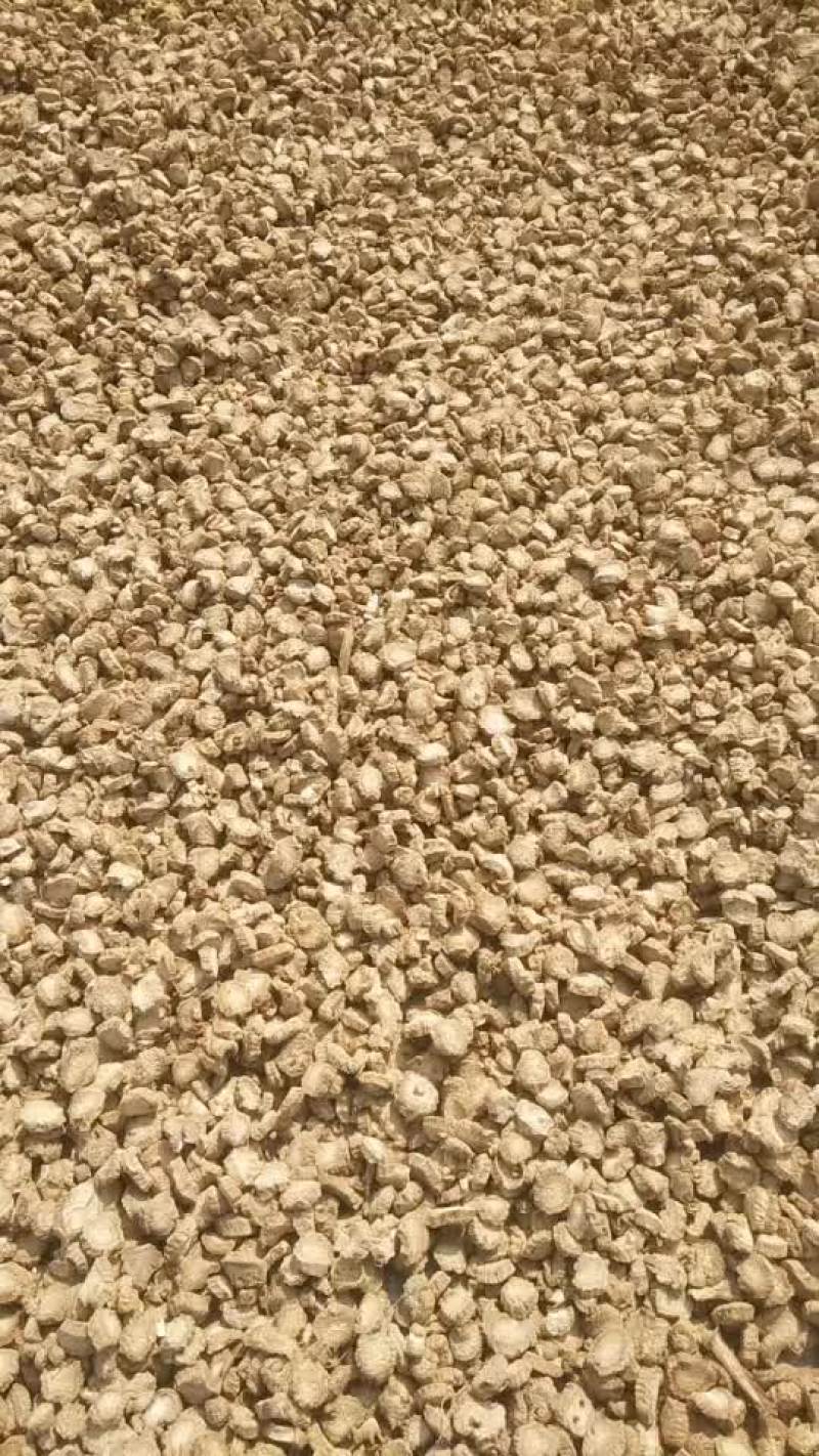精品黄金牛蒡圆片