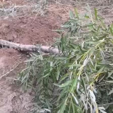 金丝垂柳，，，，，，，，，，，，