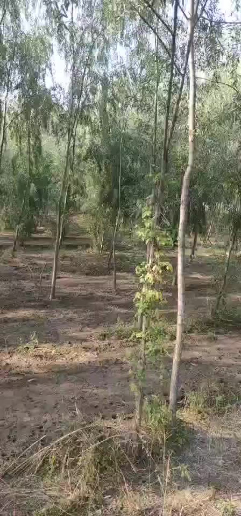 金丝垂柳，，，，，，，，，，，，