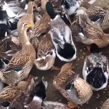 玉米鸭