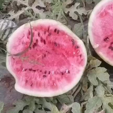 西瓜