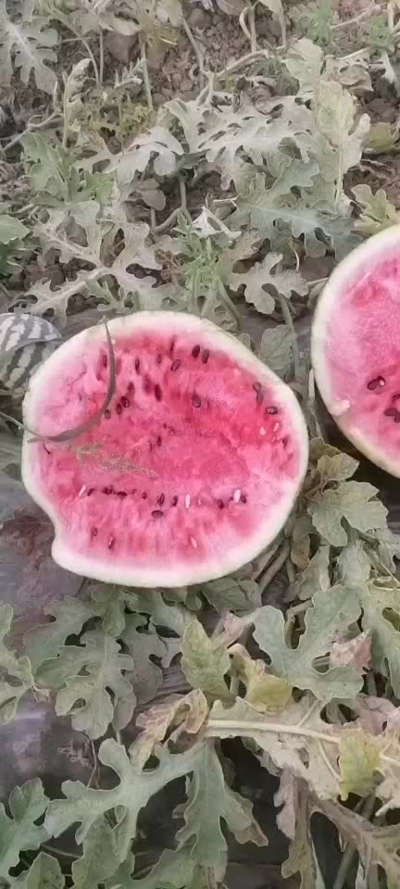 西瓜