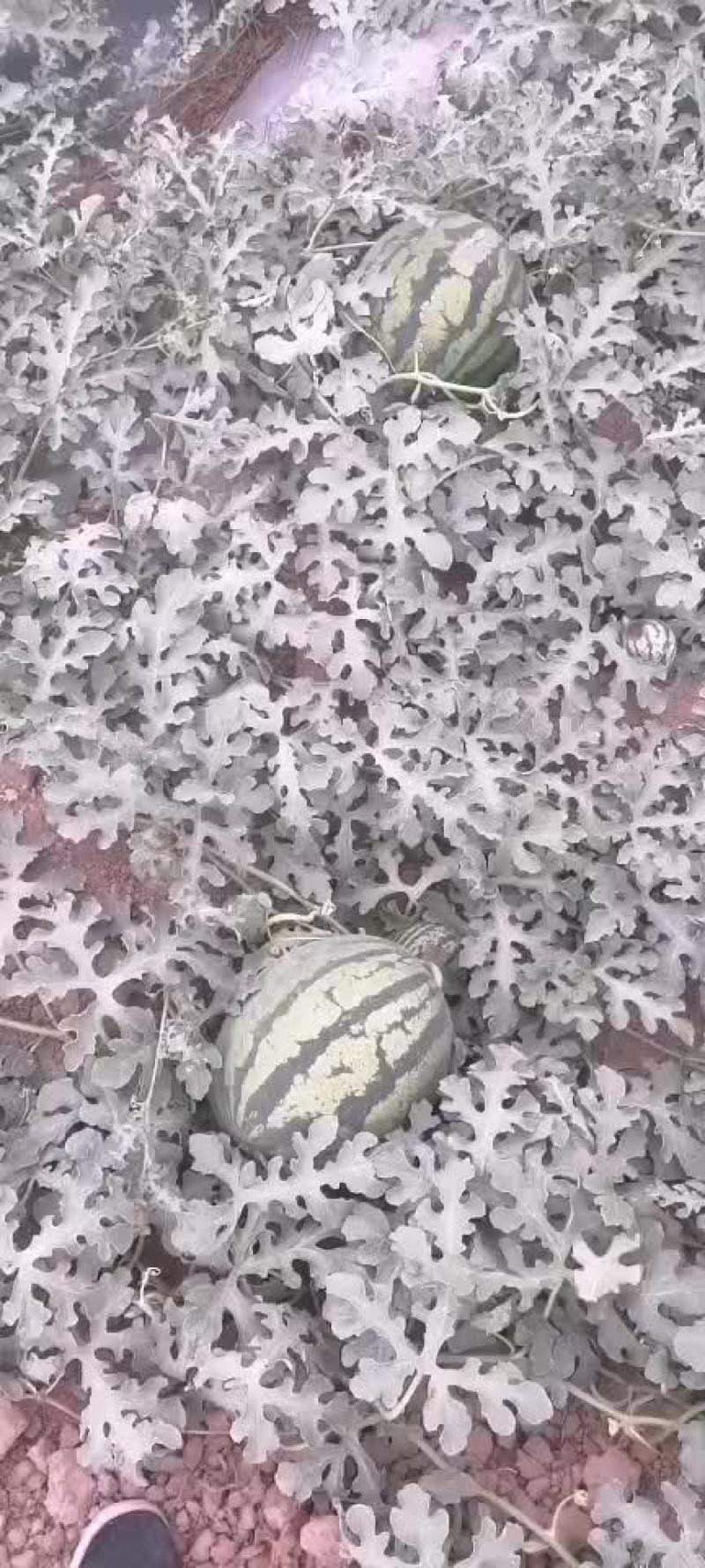 西瓜