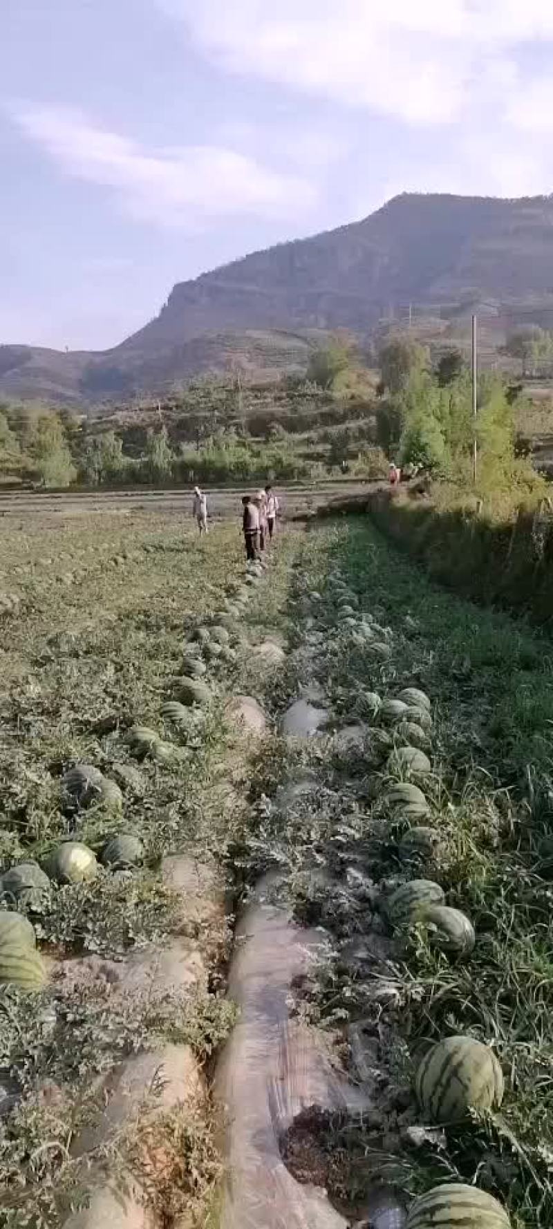 西瓜
