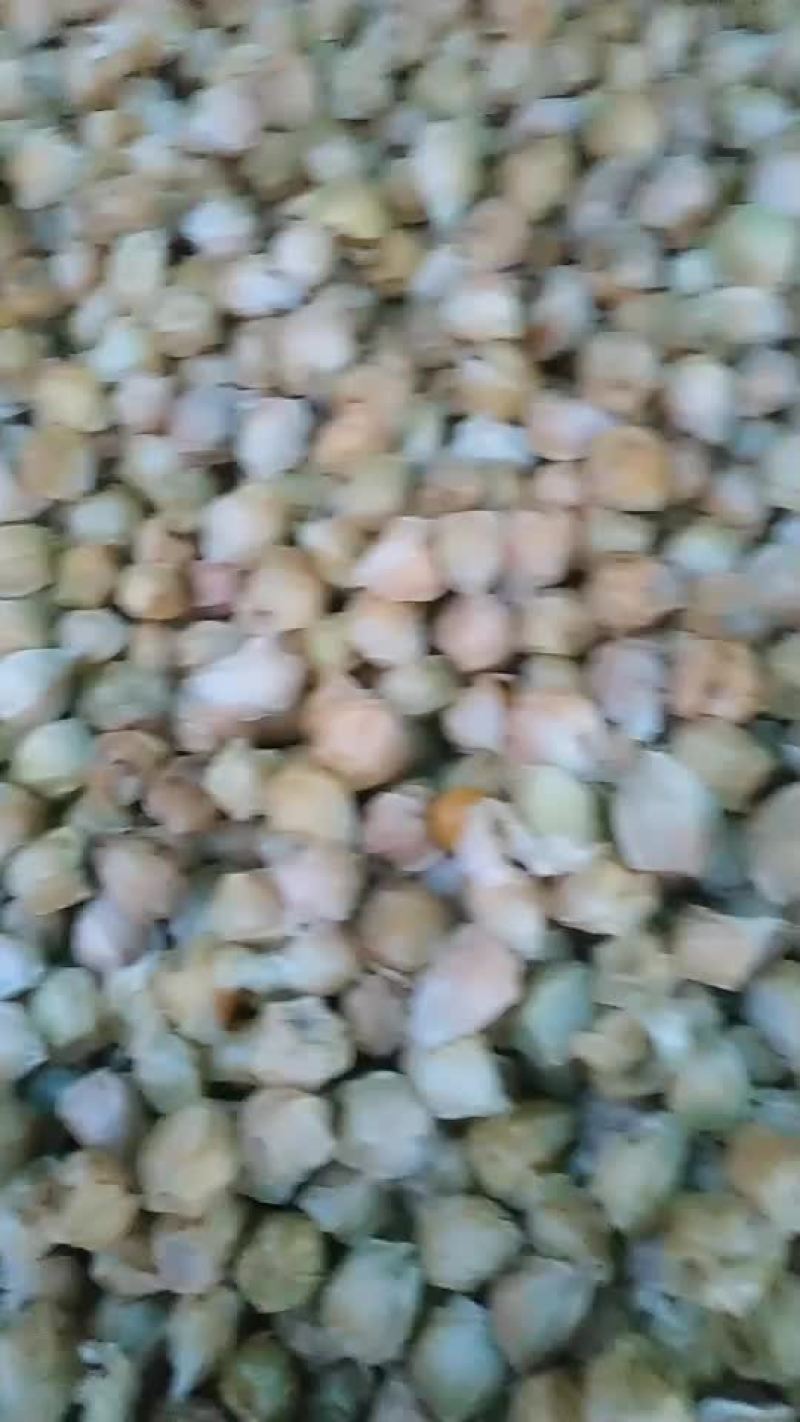 长年供应菇娘果