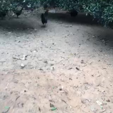 绿壳蛋.放养的五黑鸡下的！蛋香味十足