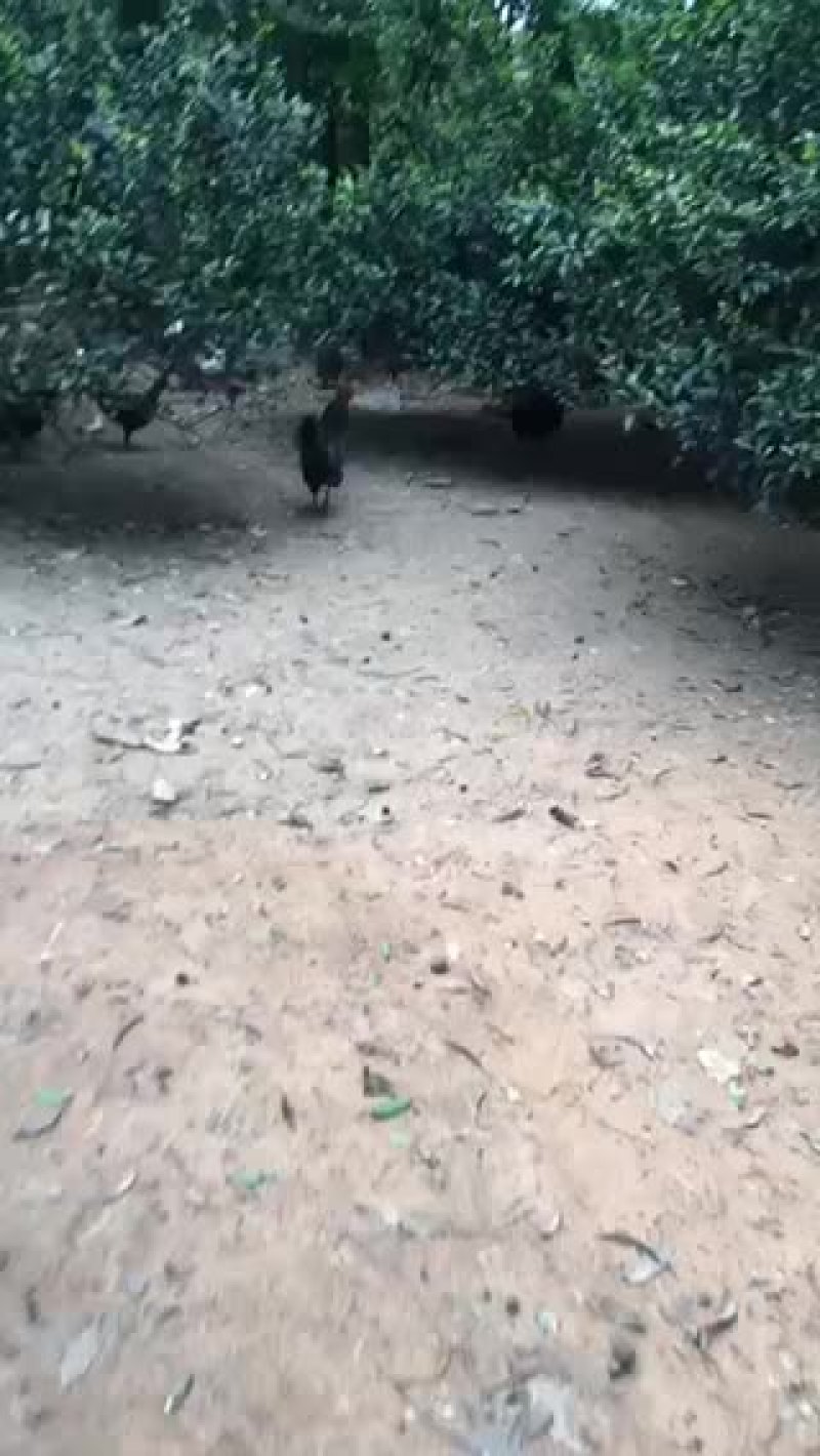 绿壳蛋.放养的五黑鸡下的！蛋香味十足