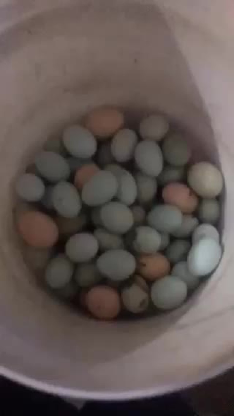 绿壳蛋.放养的五黑鸡下的！蛋香味十足
