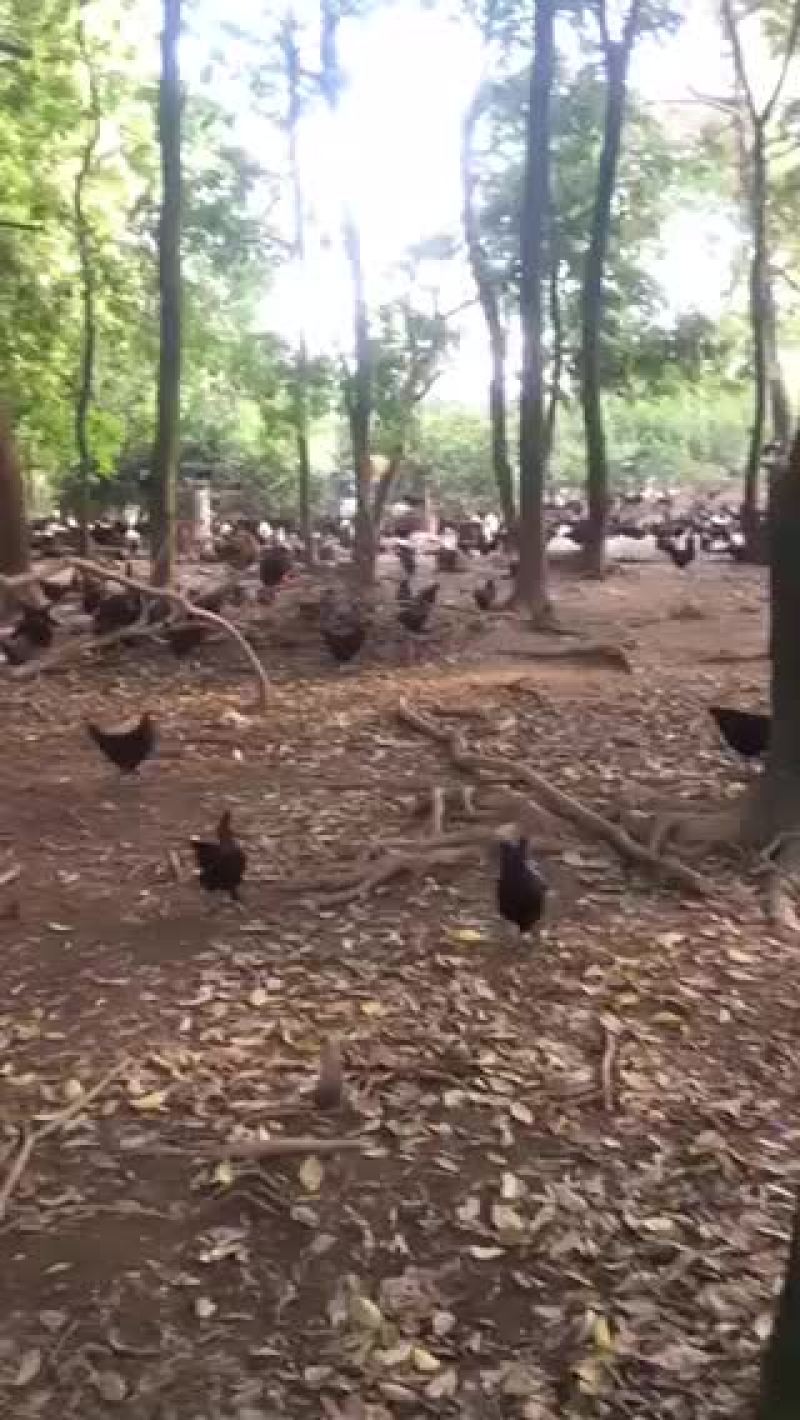 绿壳蛋.放养的五黑鸡下的！蛋香味十足