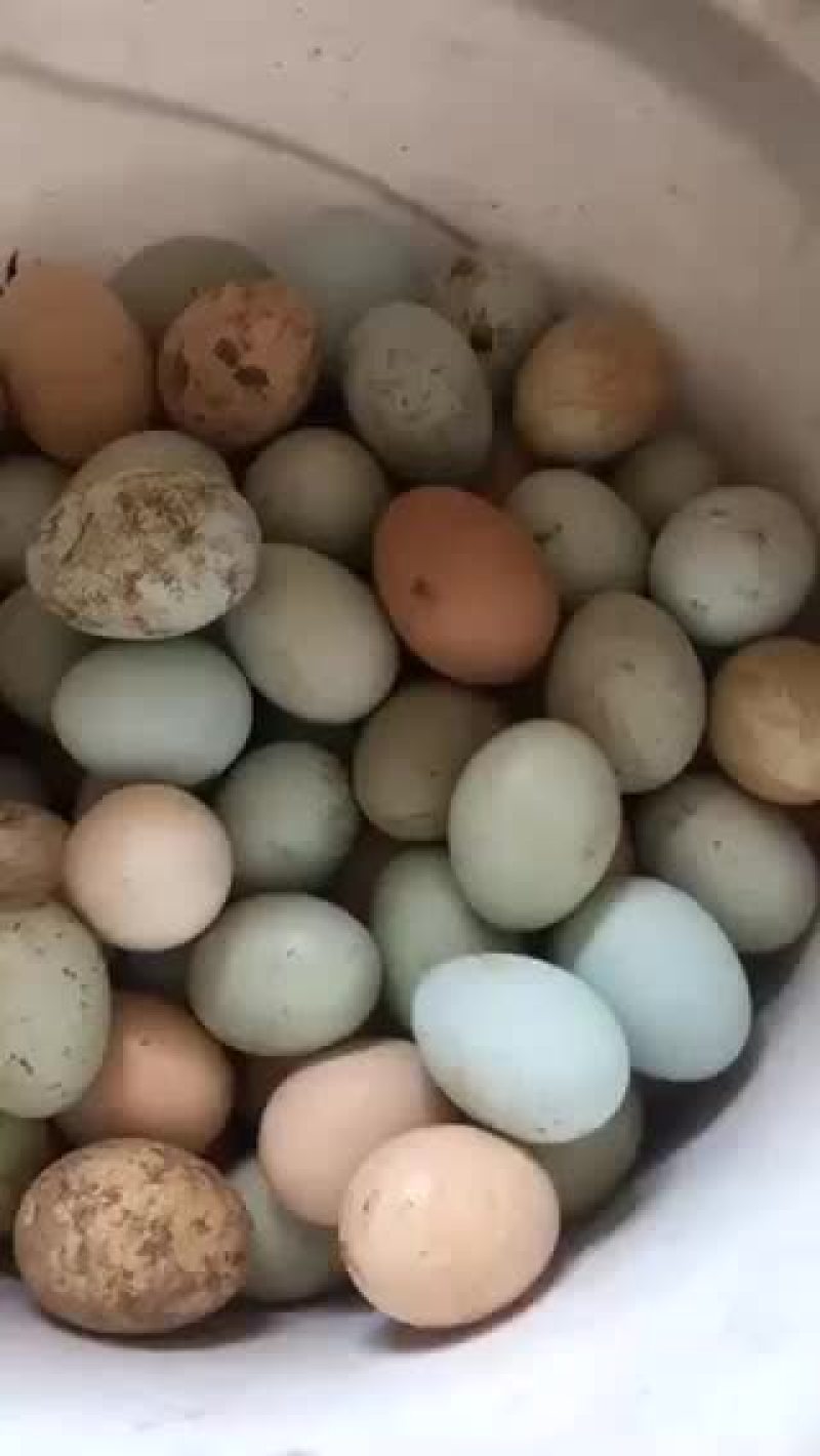 绿壳蛋.放养的五黑鸡下的！蛋香味十足