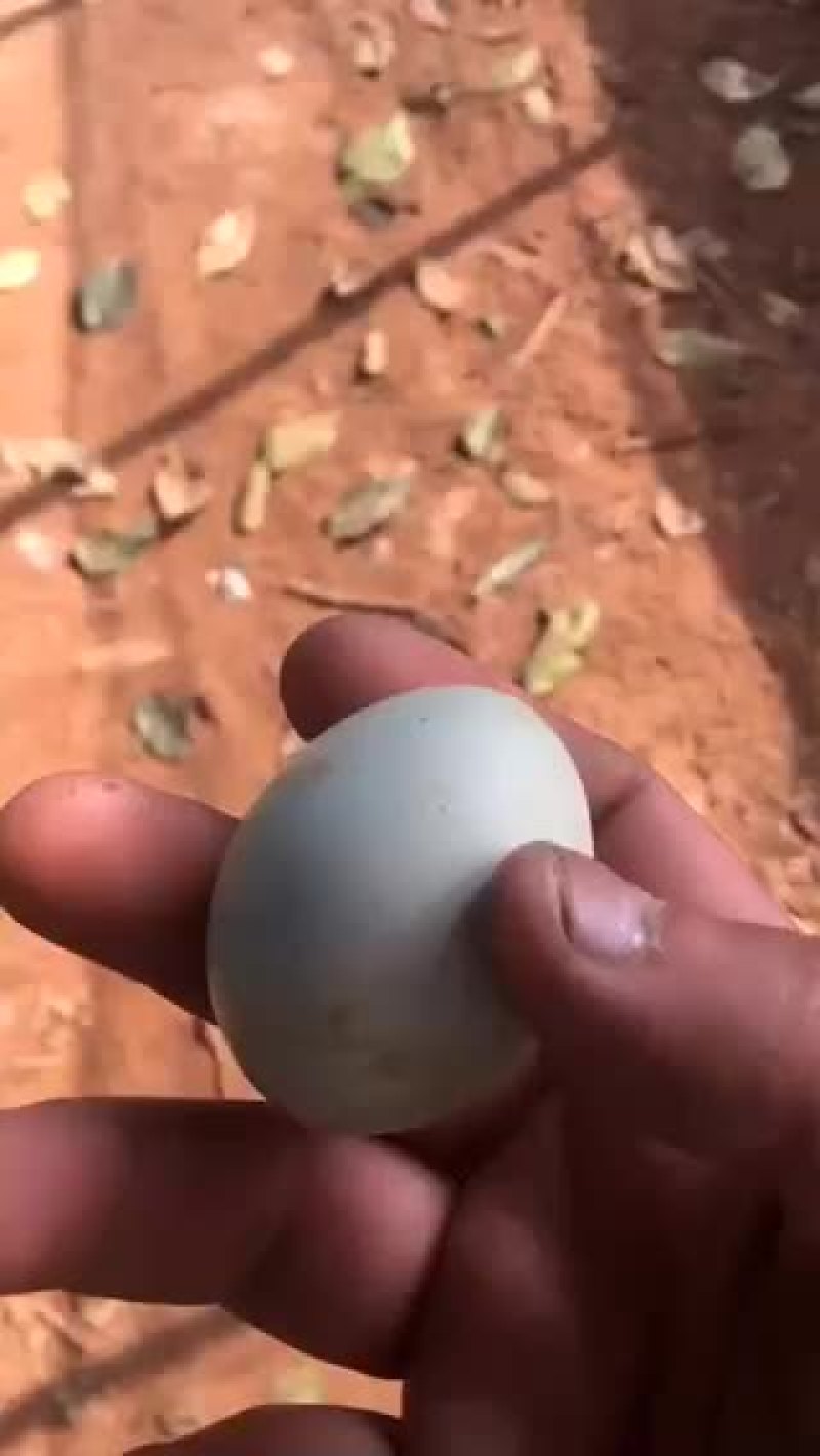 绿壳蛋.放养的五黑鸡下的！蛋香味十足