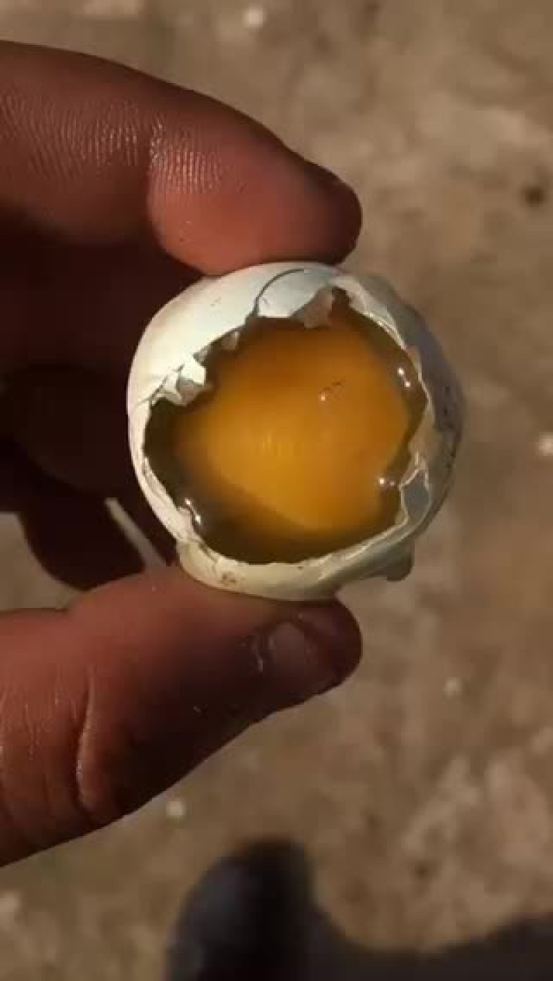 绿壳蛋.放养的五黑鸡下的！蛋香味十足