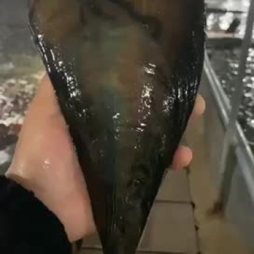 特级鲜活带子绿贝江瑶贝肥美包活