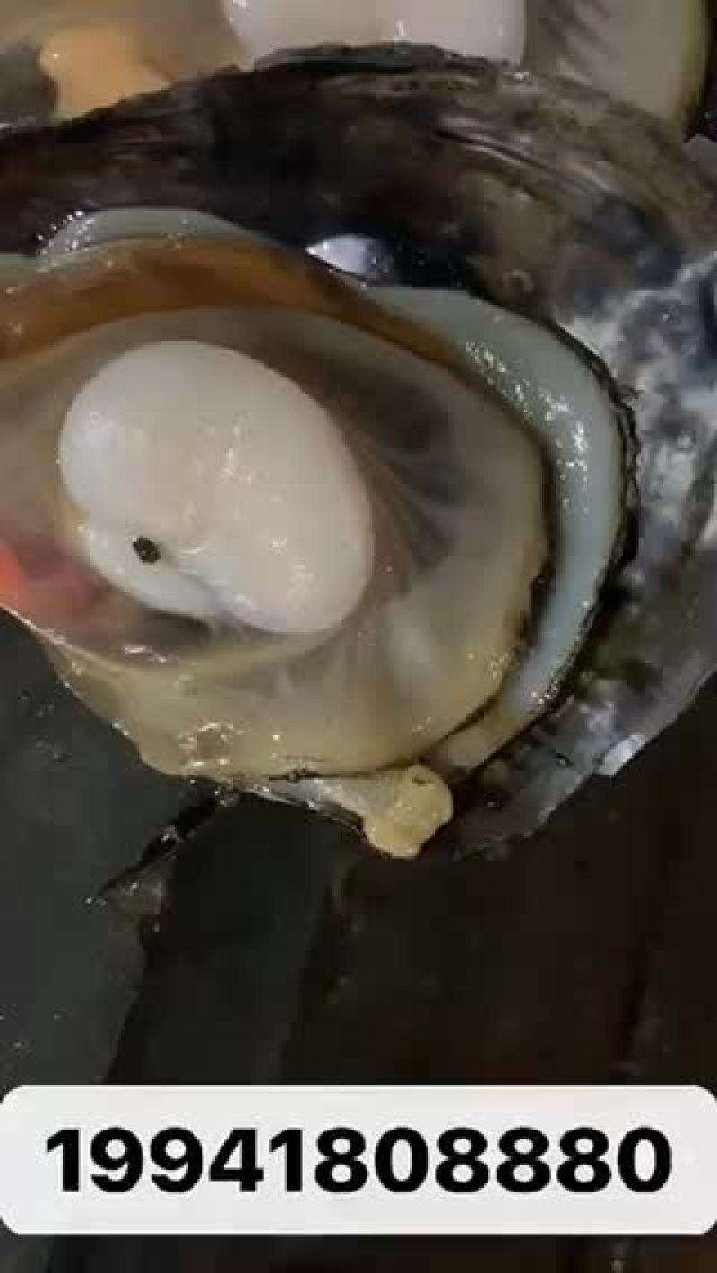 特级鲜活带子绿贝江瑶贝肥美包活