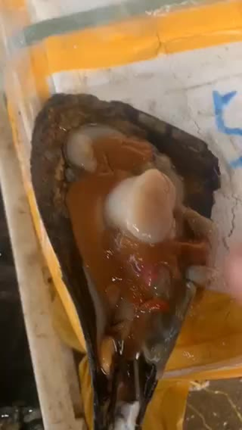 特级鲜活带子绿贝江瑶贝肥美包活