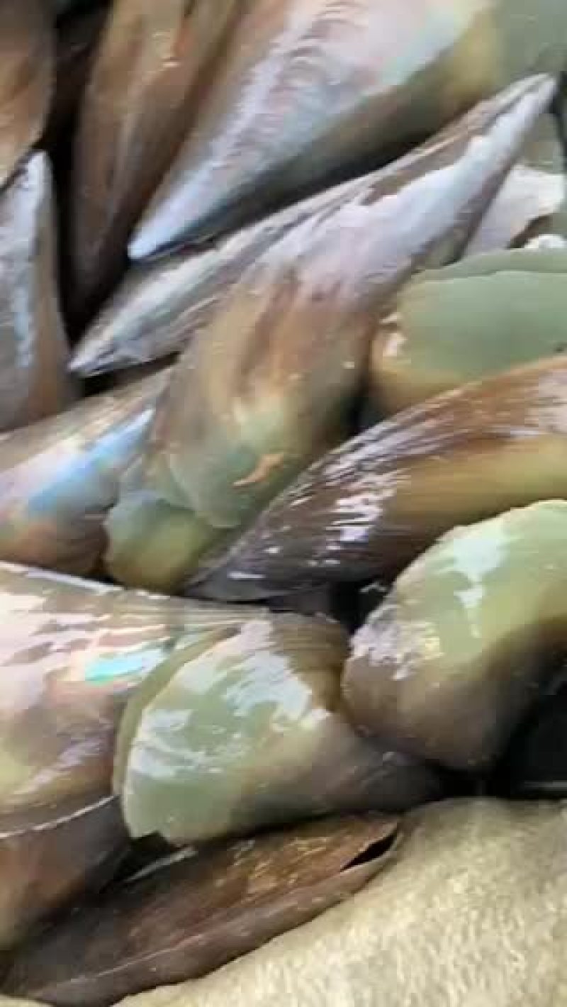 特级鲜活带子绿贝江瑶贝肥美包活