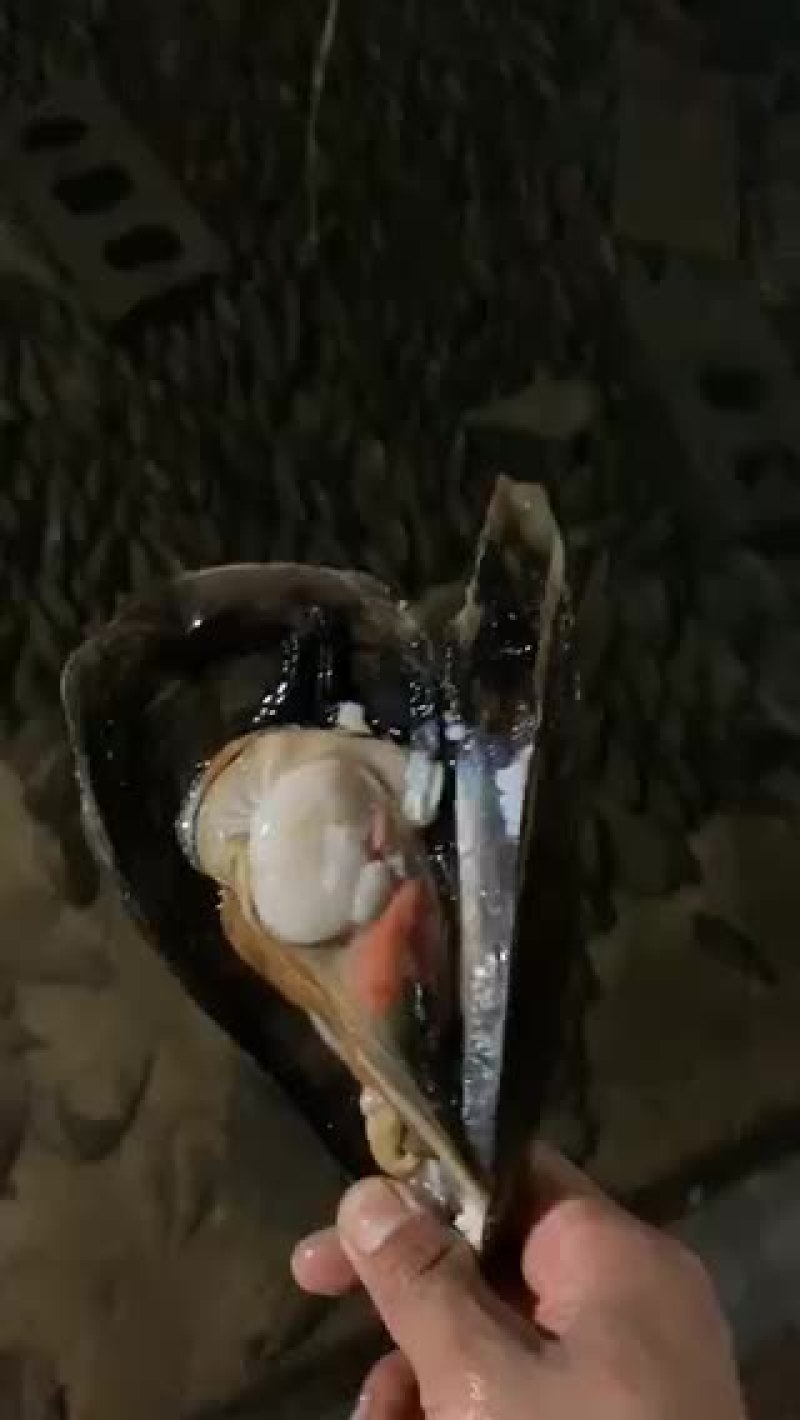 特级鲜活带子绿贝江瑶贝肥美包活