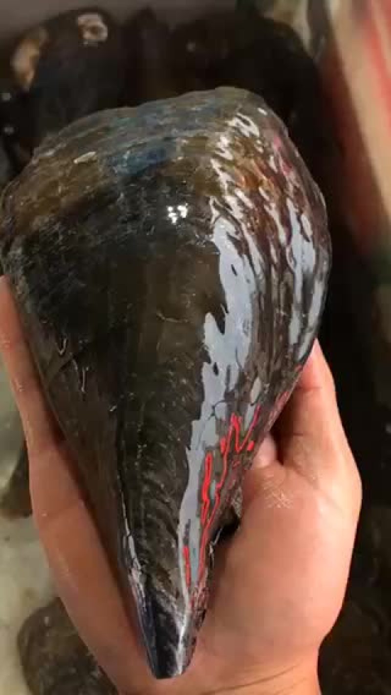 特级鲜活带子绿贝江瑶贝肥美包活