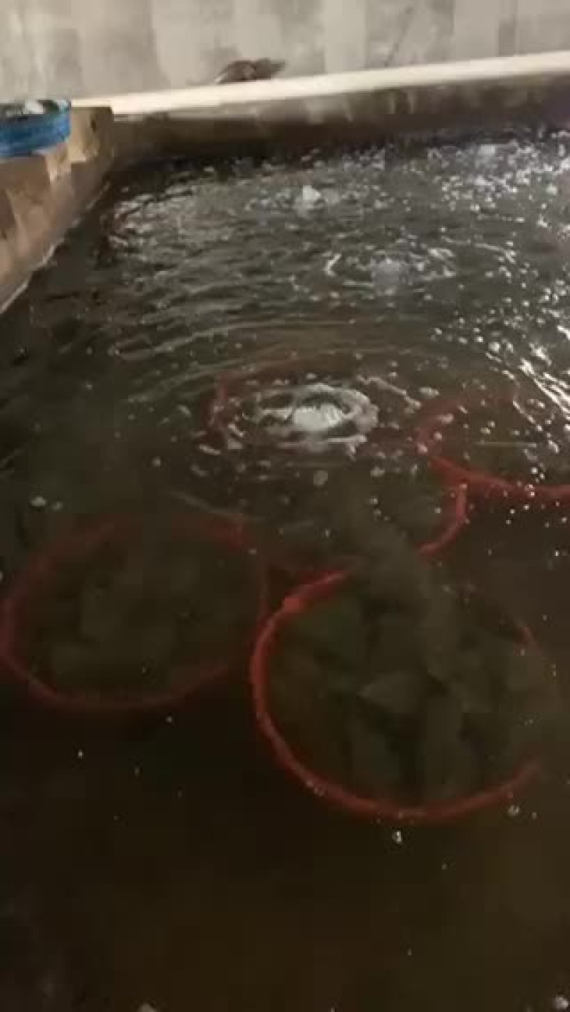 特级鲜活带子绿贝江瑶贝肥美包活