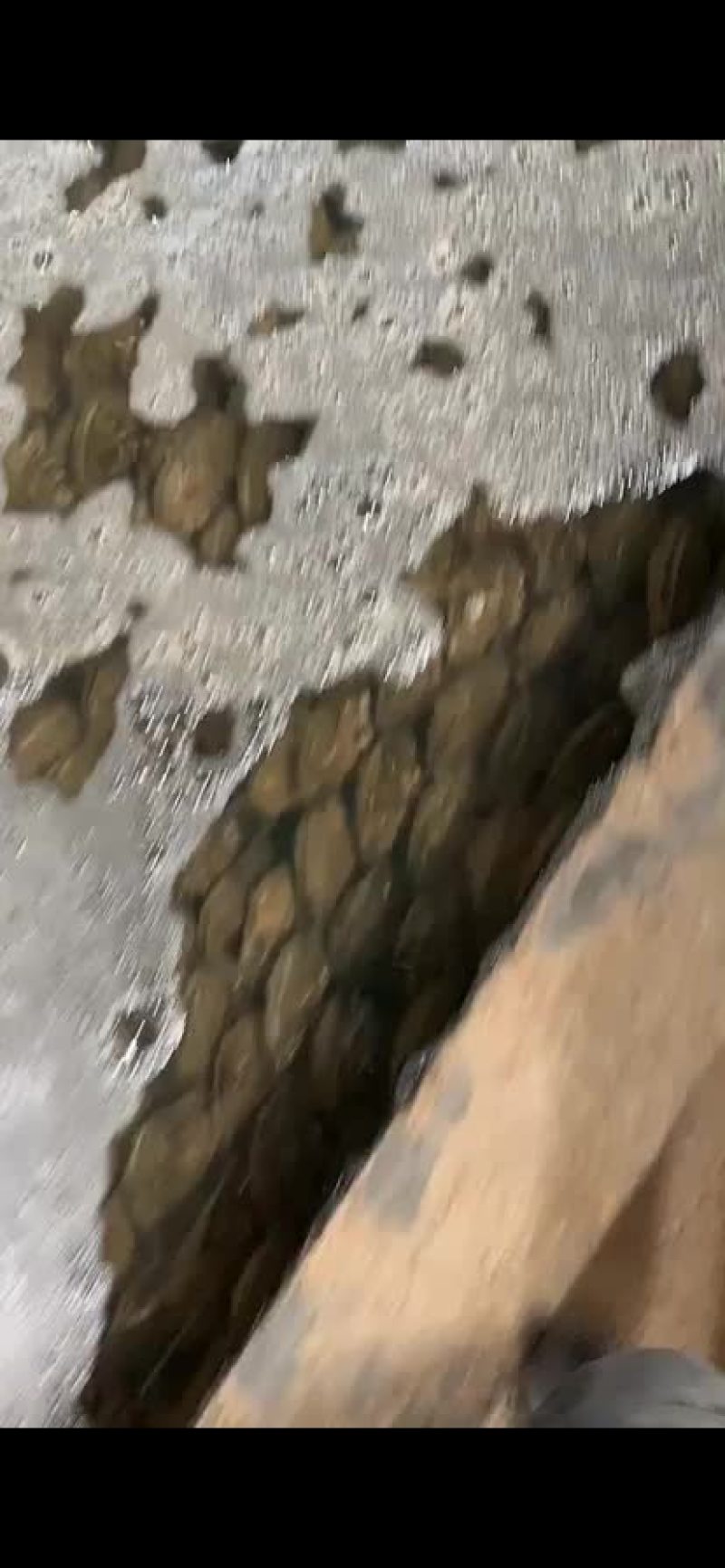 特级鲜活带子绿贝江瑶贝肥美包活