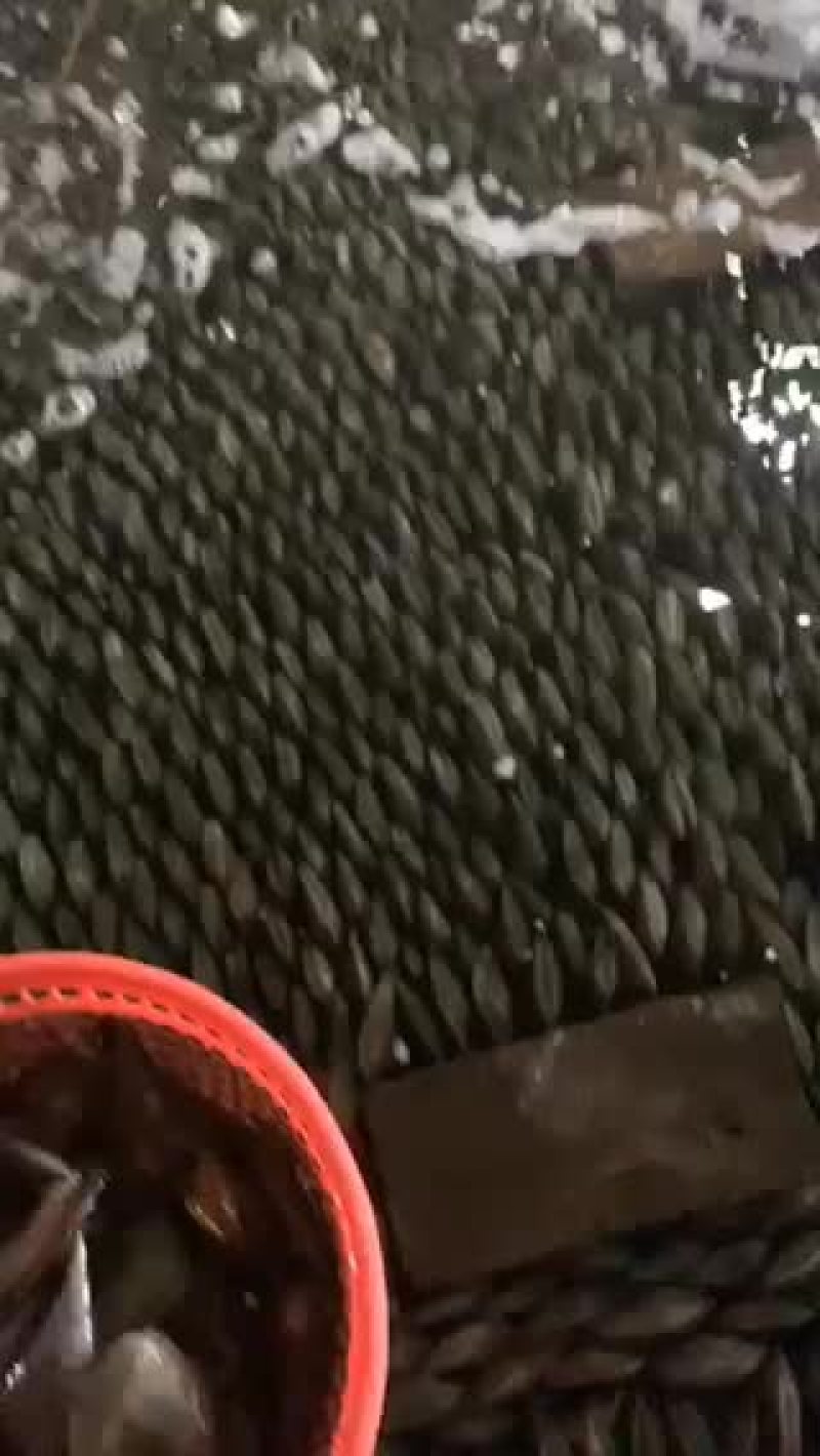 特级鲜活带子绿贝江瑶贝肥美包活