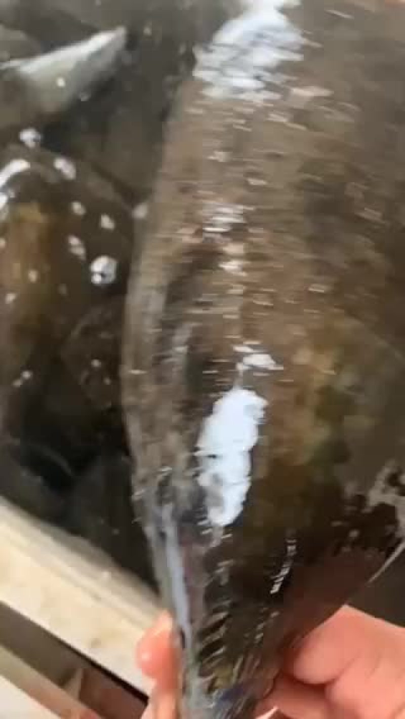 特级鲜活带子绿贝江瑶贝肥美包活