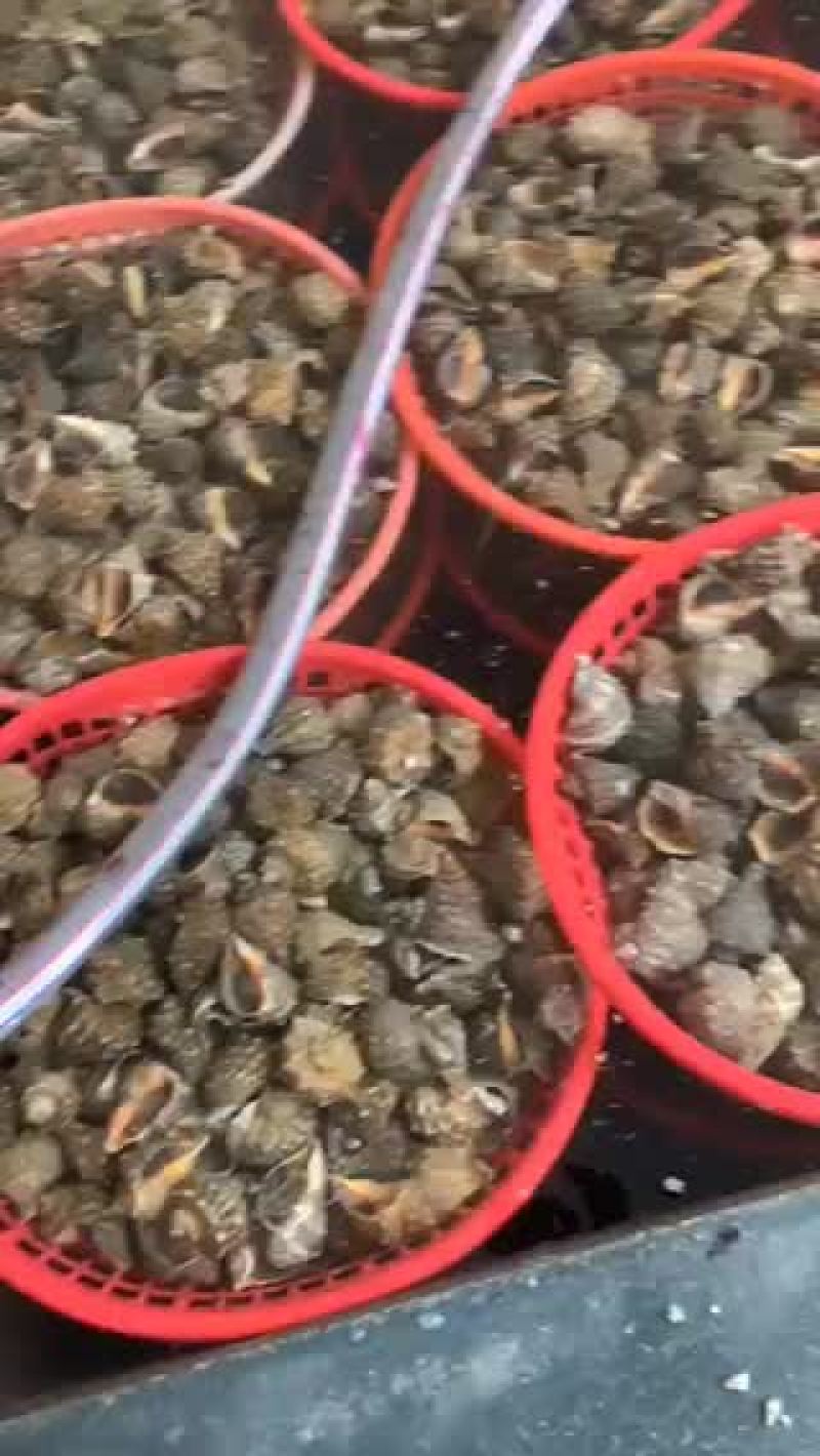 优质鲜活大海螺白螺角螺地笼海螺红里螺涡螺