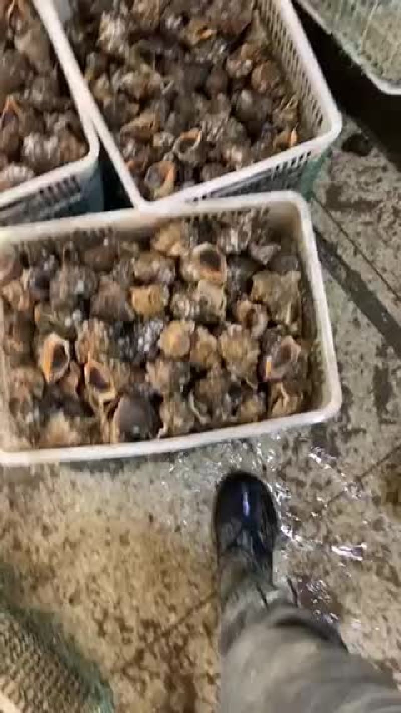 优质鲜活大海螺白螺角螺地笼海螺红里螺涡螺