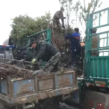 樟子松杯苗
