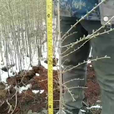 落叶松杯苗