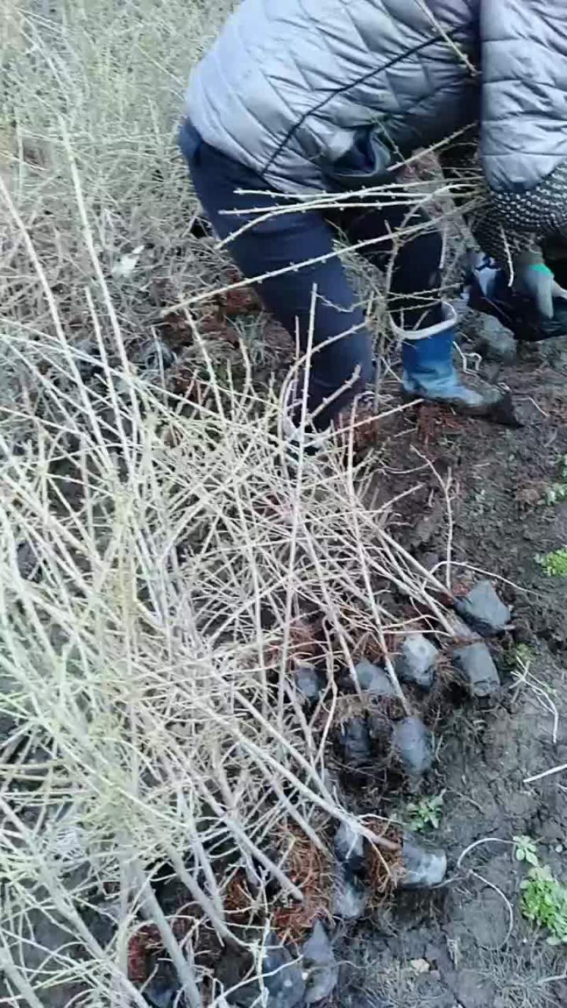 落叶松杯苗