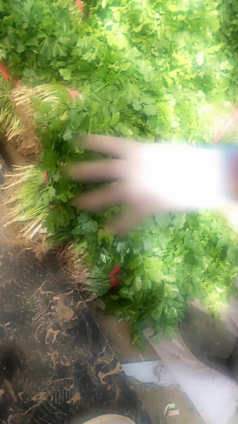 香菜精品