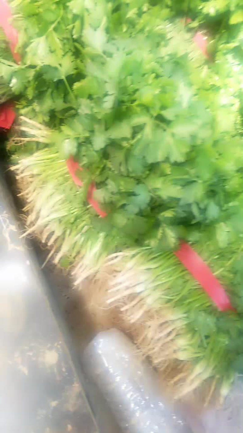 香菜精品