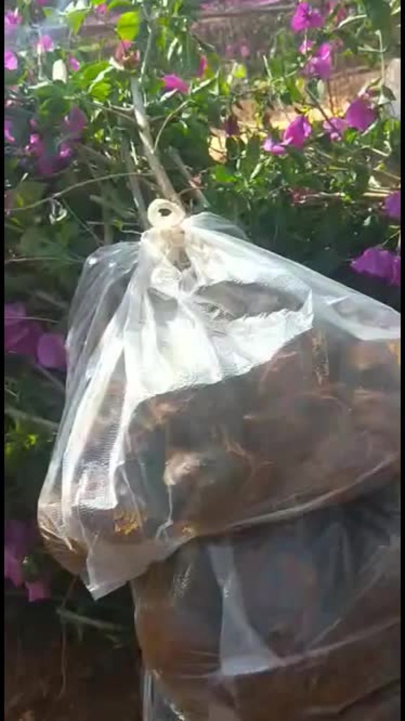 三角梅