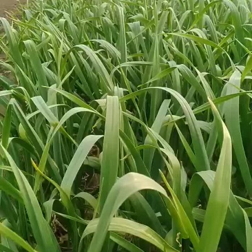 蒜苔上市