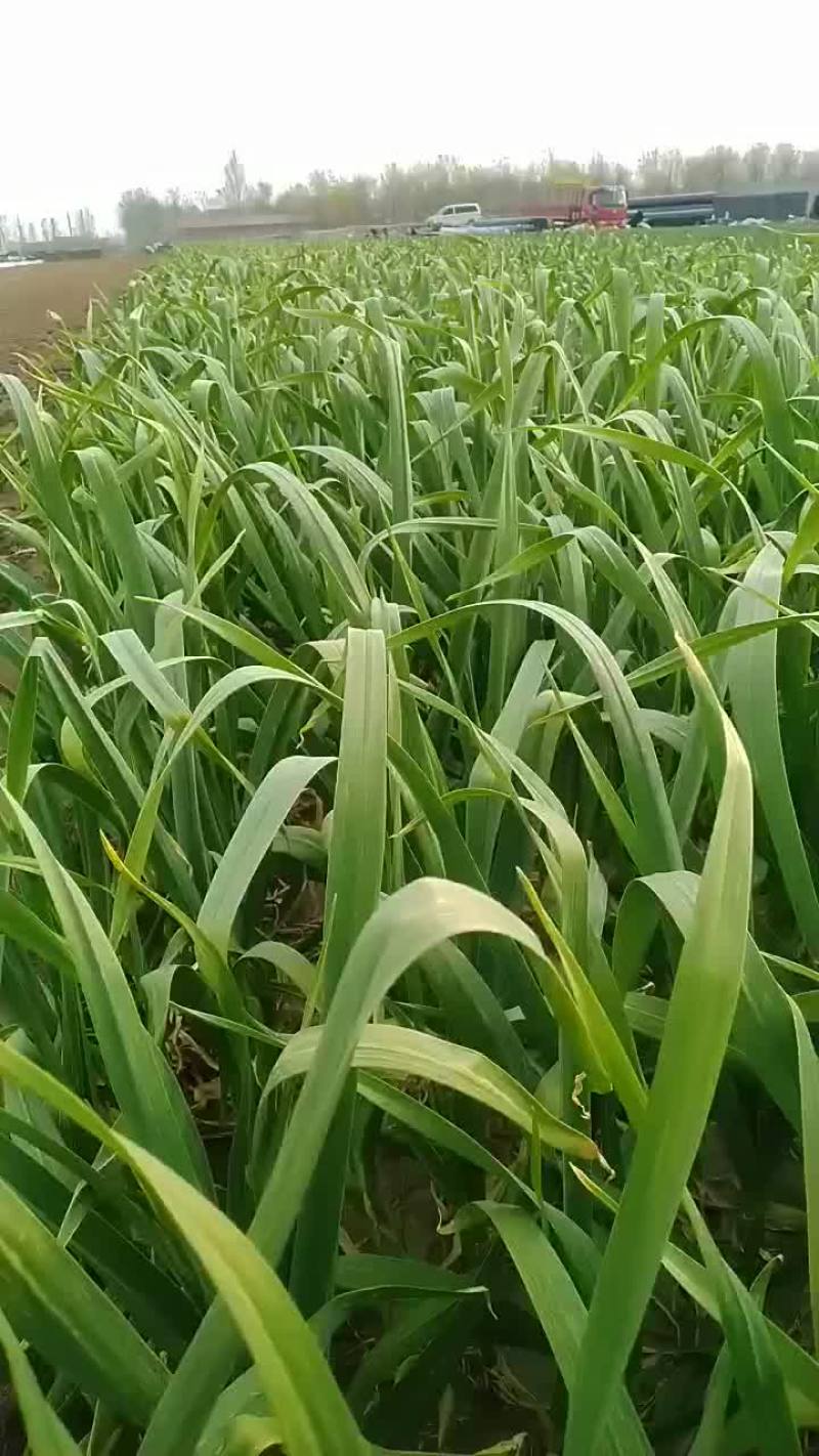 蒜苔上市