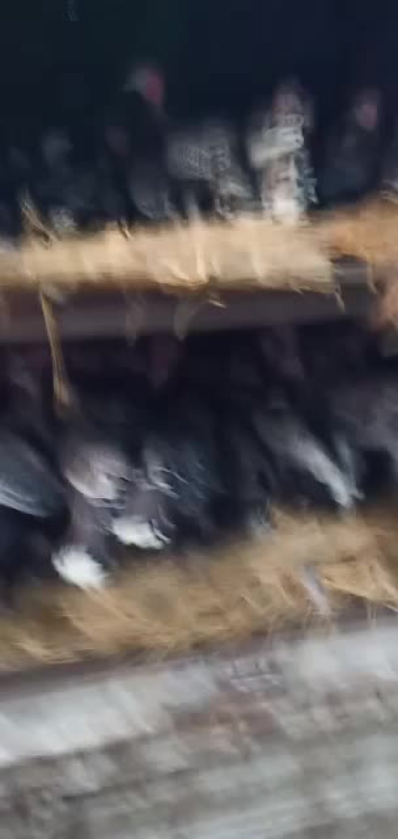 活禽大量出售青同火鸡