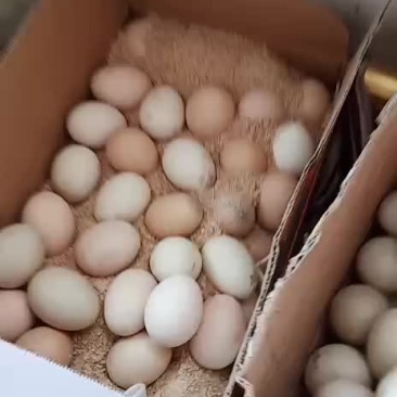 禽畜牧蛋肉，各种珍禽蛋