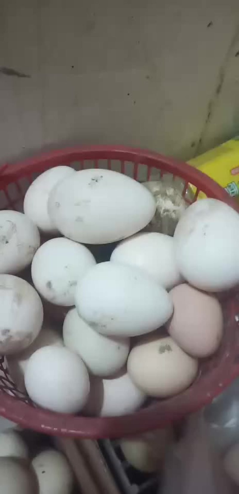 禽畜牧蛋肉，各种珍禽蛋