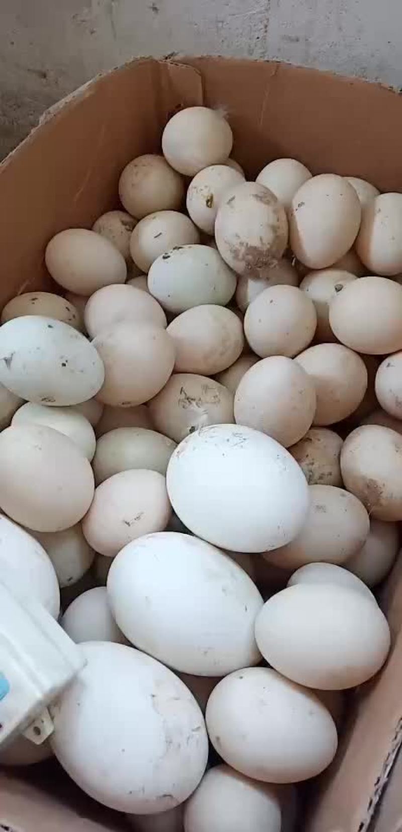 禽畜牧蛋肉，各种珍禽蛋