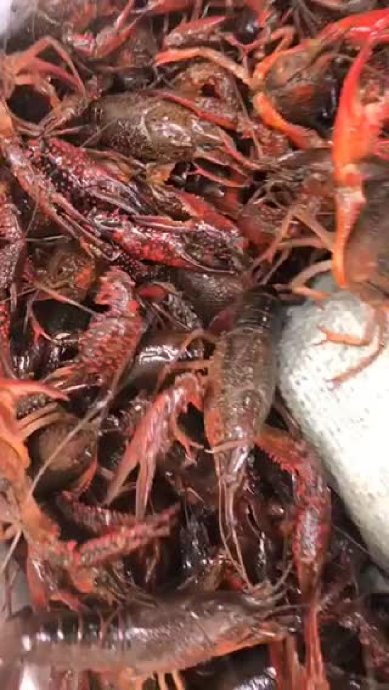 小龙虾